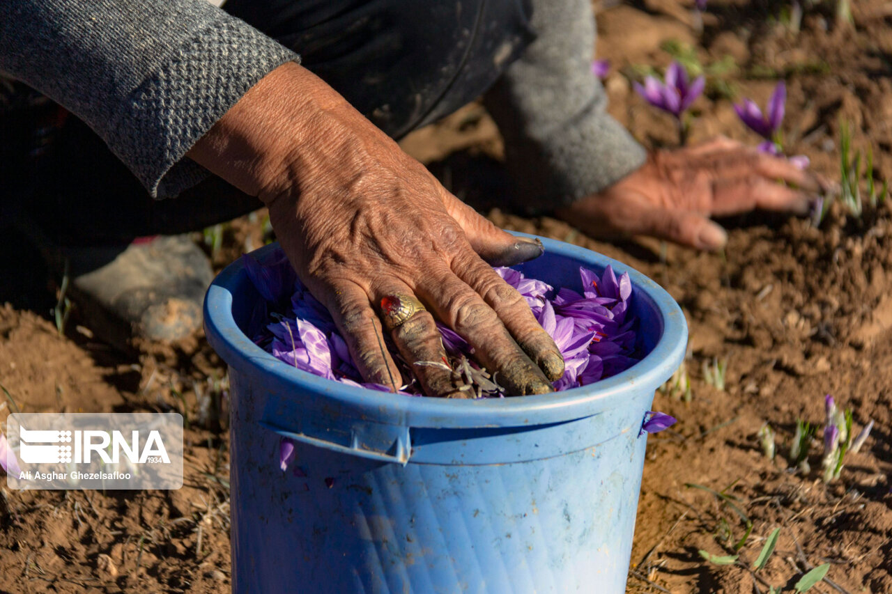 عکس/ برداشت زعفران در استان گلستان