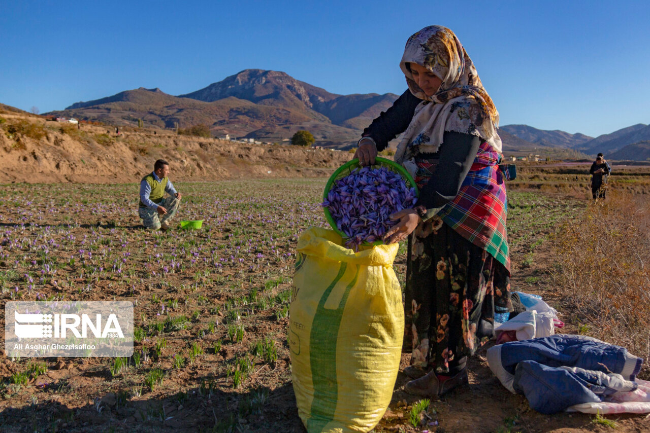عکس/ برداشت زعفران در استان گلستان