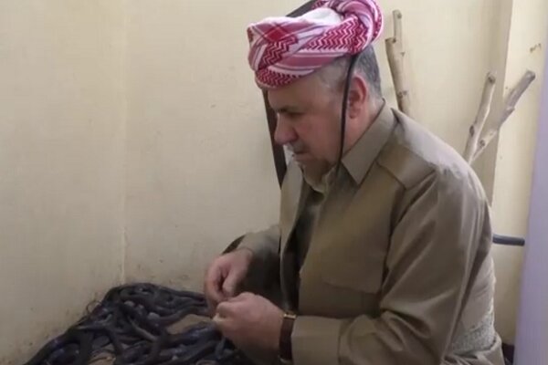 4گوشه دنیا/ مردی که با ۷۵ مار زندگی می‌کند!
