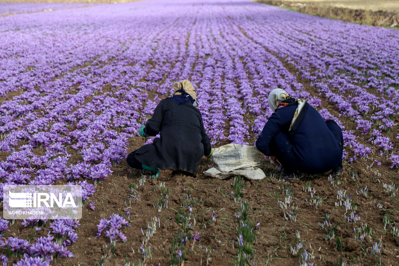برداشت زعفران از مزارع فاروج خراسان شمالی