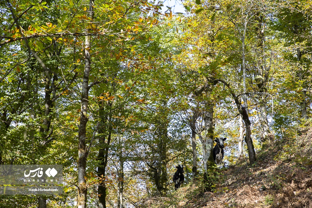 طبیعت پاییزی تالش