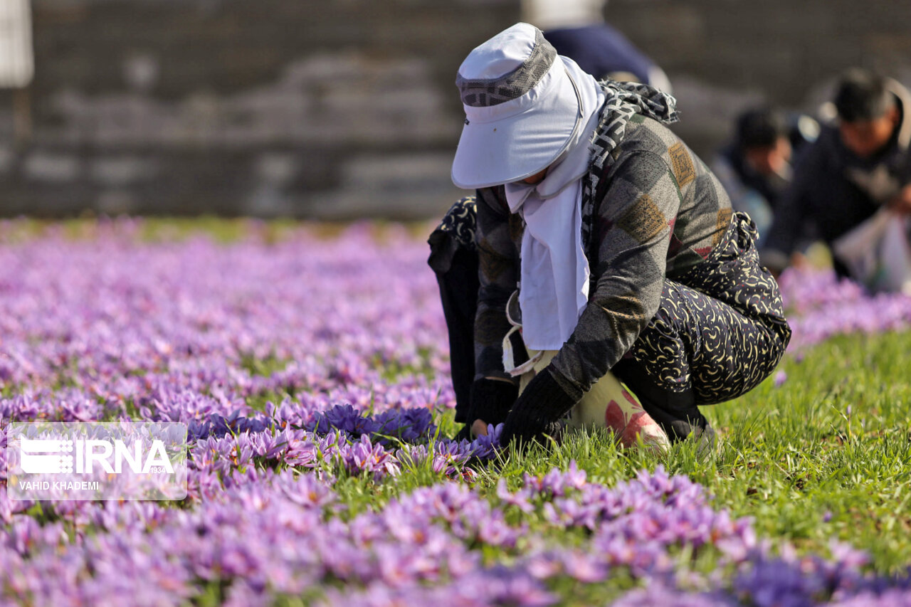 برداشت زعفران از مزارع فاروج خراسان شمالی