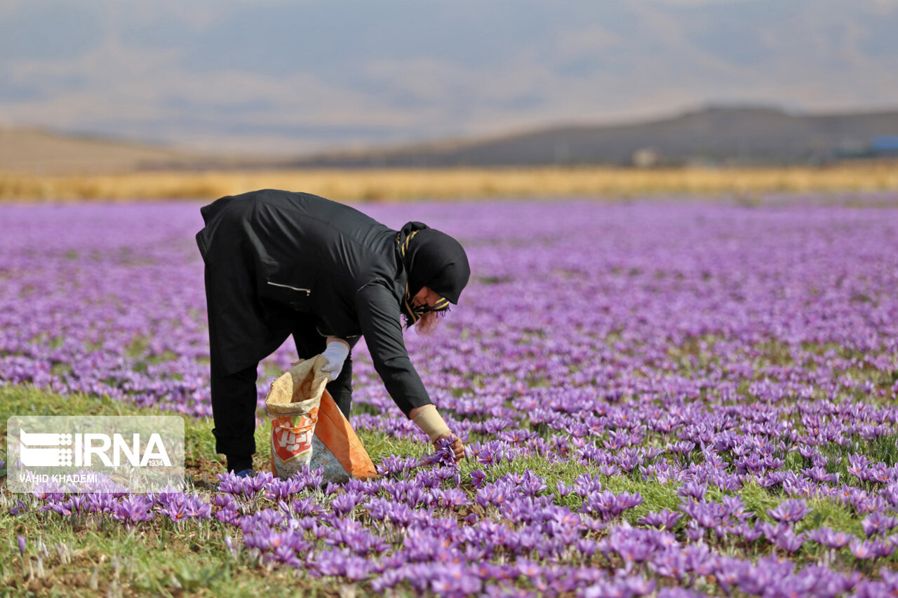 برداشت زعفران از مزارع فاروج خراسان شمالی