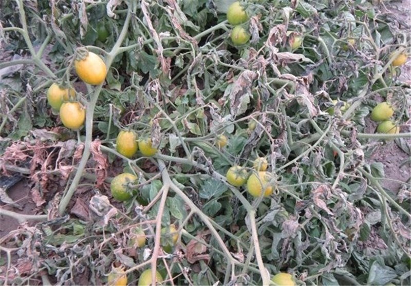 احتمال سرمازدگی محصولات کشاورزی در استان قزوین