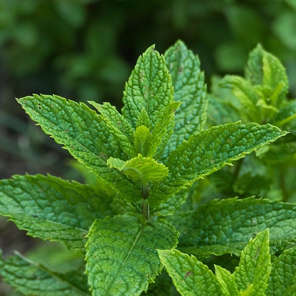 گیاهی مفید برای کاهش علائم روده تحریک پذیر تا تسکین علائم سرماخوردگی
