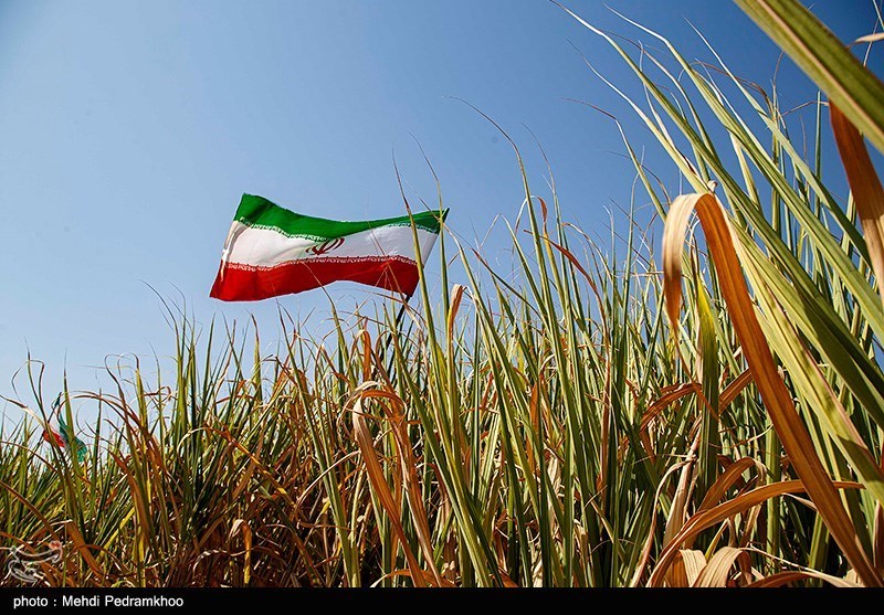 آغاز فصل برداشت نیشکر در خوزستان 
