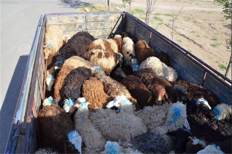 خشکسالی در خراسان جنوبی قاچاق دام را افزایش داد