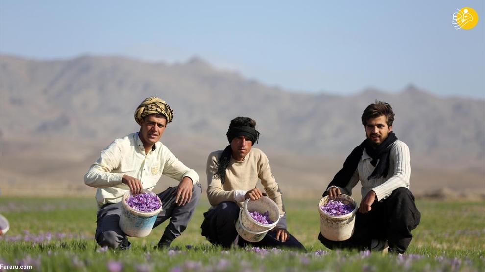 عکس/ کاهش برداشت زعفران در تربت حیدریه