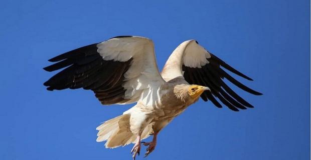 مشاهده گونه‌های بسیار نادر در تالاب کانی برازان