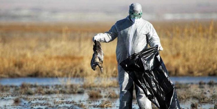 افزایش موارد ابتلای انسانی به آنفلوآنزای پرندگان/ خطر تغییر سریع سویهها
