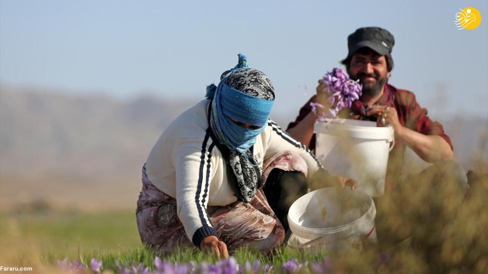 عکس/ کاهش برداشت زعفران در تربت حیدریه