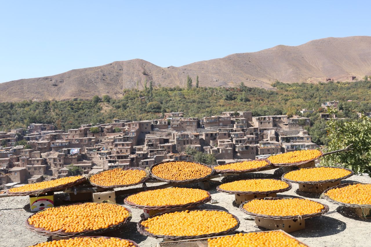 باغداران پایتخت آلوی ایران، صاحب شرکت تعاونی می‌شوند