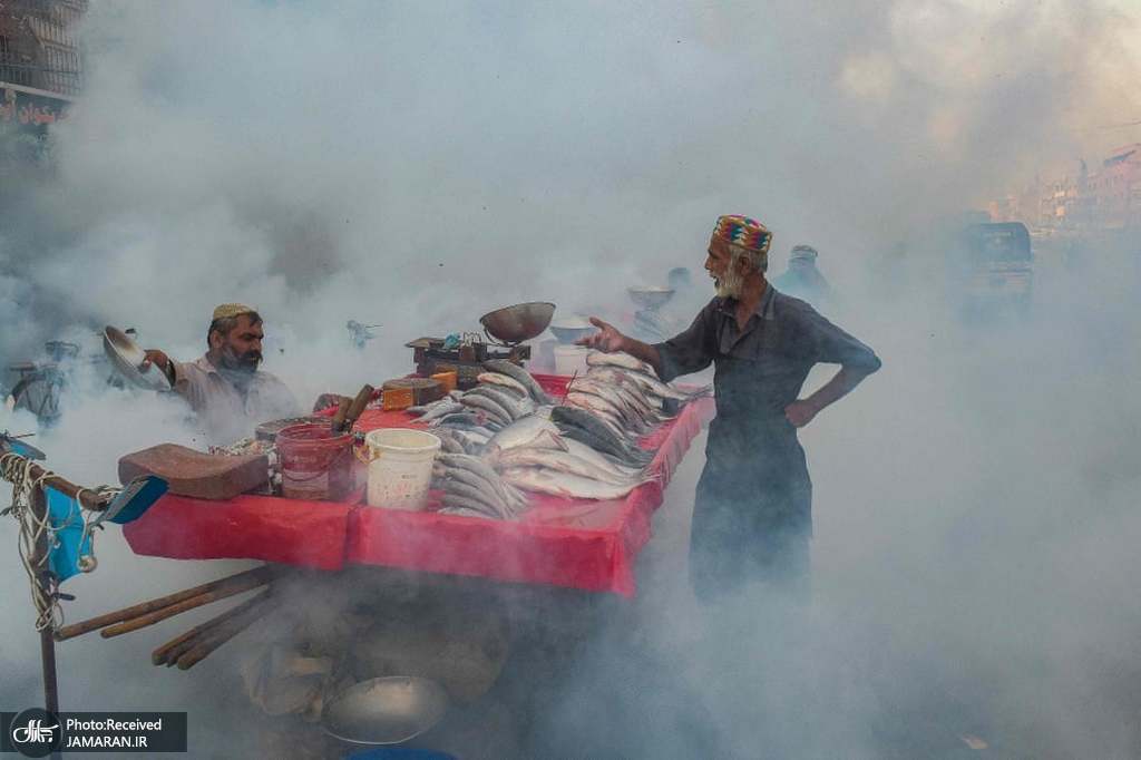 عکس/ راه حل ماهی فروشان پاکستانی برای پشه ها