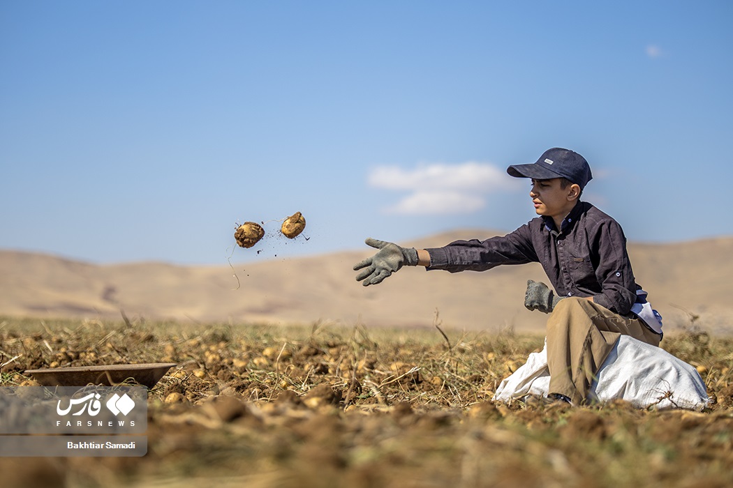 عکس/ برداشت سیب زمینی از دشت های کردستان