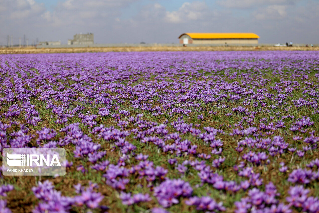 انبار بورس زعفران در فاروج راهاندازی میشود