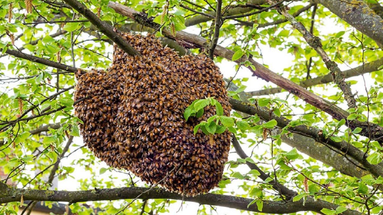 تخریب کندوهای عسل وحشی در مناطق حفاظت شده بوشهر ممنوع است