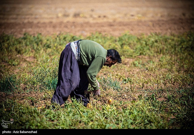 برداشت سیب زمینی از مزارع دلفان لرستان 