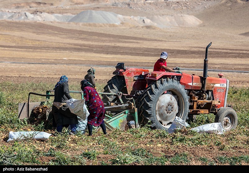 برداشت سیب زمینی از مزارع دلفان لرستان 