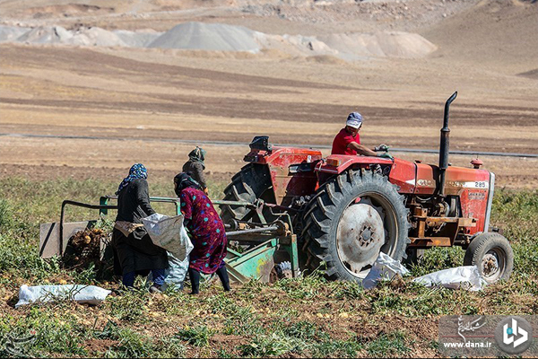 برداشت سیب‌زمینی از مزارع شهرستان دلفان_لرستان
