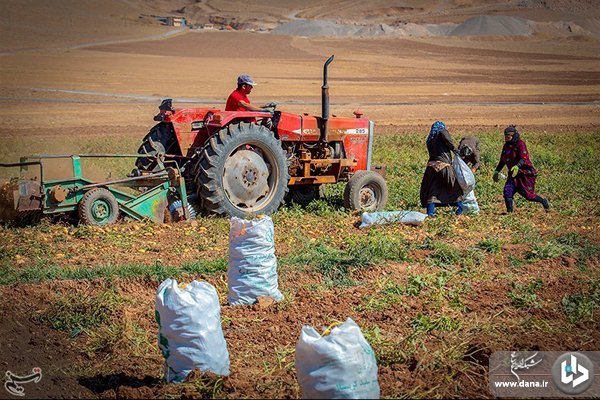 برداشت سیب‌زمینی از مزارع شهرستان دلفان_لرستان