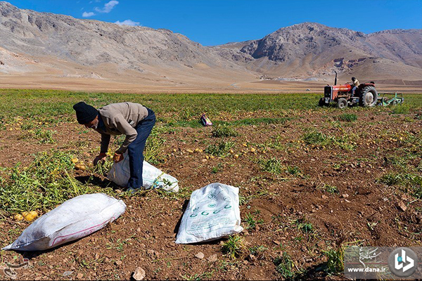 برداشت سیب‌زمینی از مزارع شهرستان دلفان_لرستان