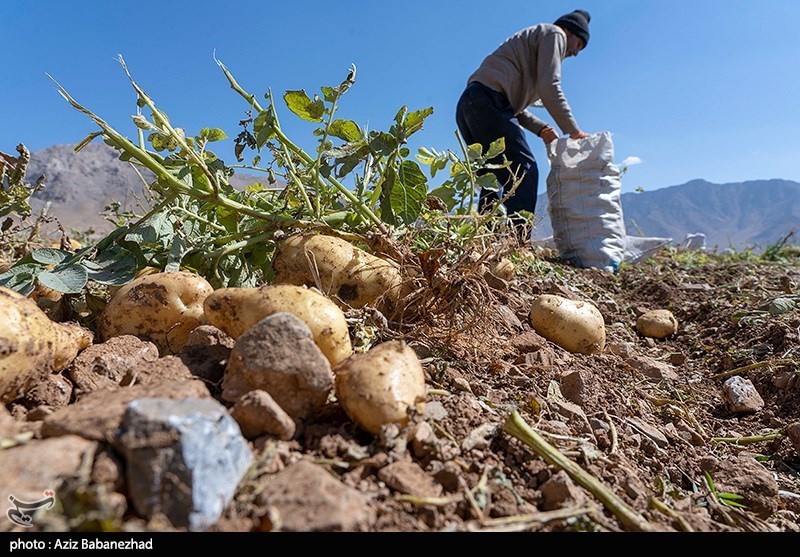 برداشت سیب زمینی از مزارع دلفان لرستان 