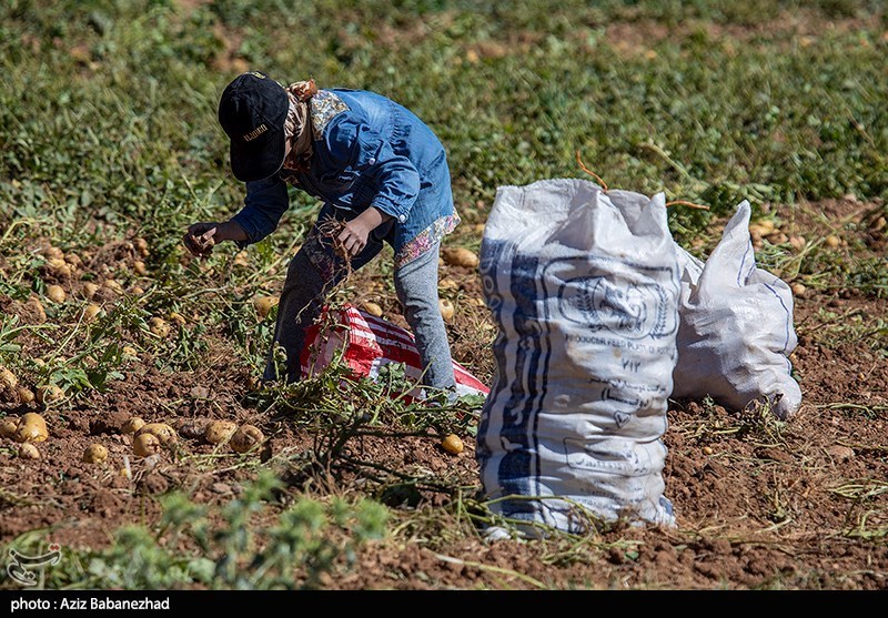 برداشت سیب زمینی از مزارع دلفان لرستان 