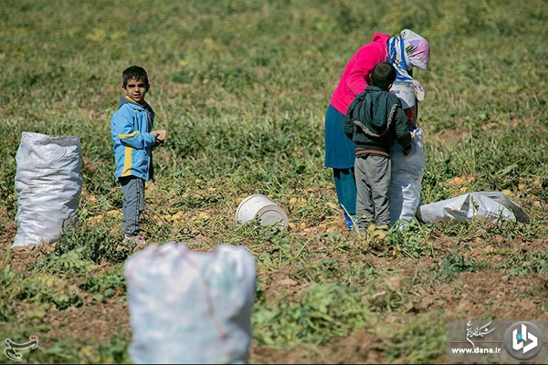 برداشت سیب‌زمینی از مزارع شهرستان دلفان_لرستان