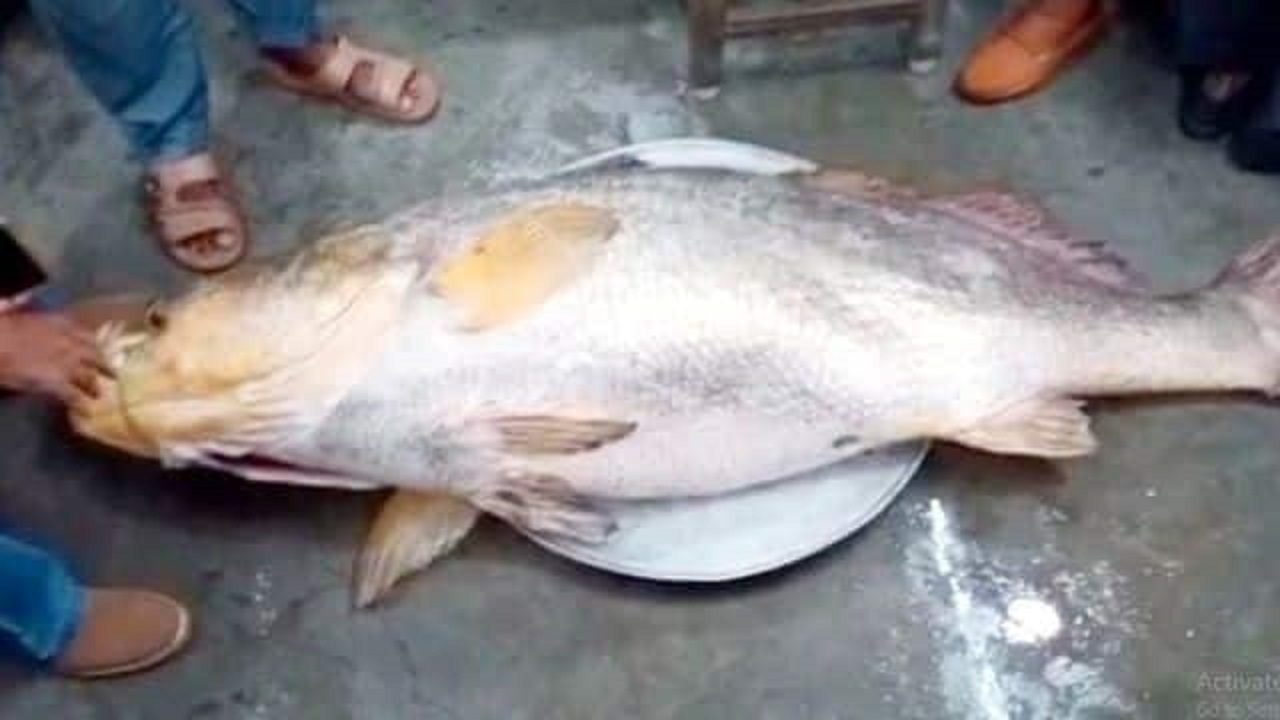 4 گوشه دنیا/ ماهی بزرگی که صید ماهیگیران هندی شد