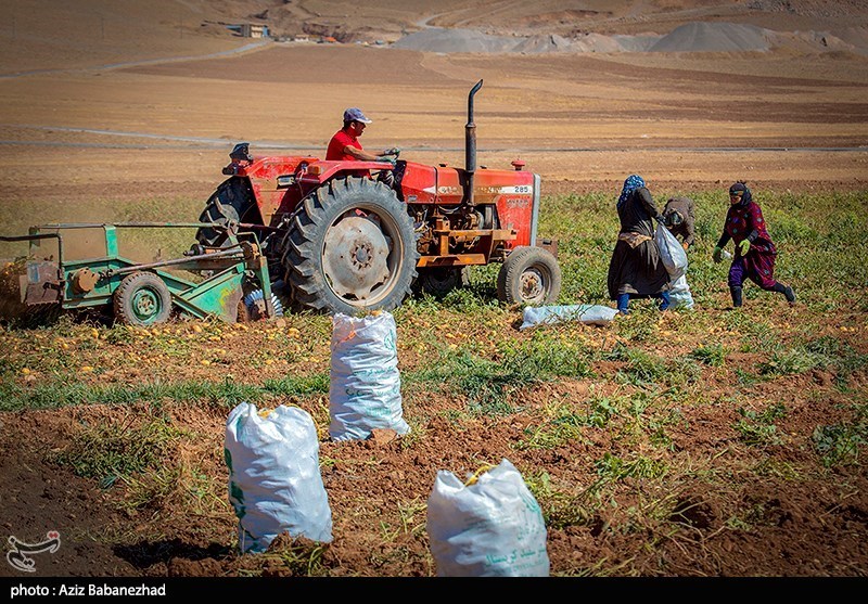 برداشت سیب زمینی از مزارع دلفان لرستان 
