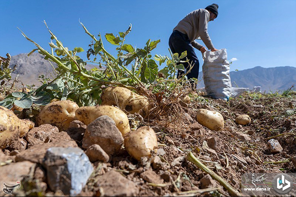 برداشت سیب‌زمینی از مزارع شهرستان دلفان_لرستان