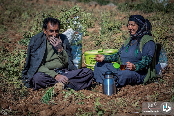 برداشت سیب‌زمینی از مزارع شهرستان دلفان_لرستان