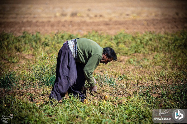 برداشت سیب‌زمینی از مزارع شهرستان دلفان_لرستان