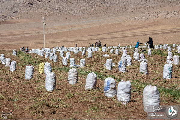 برداشت سیب‌زمینی از مزارع شهرستان دلفان_لرستان