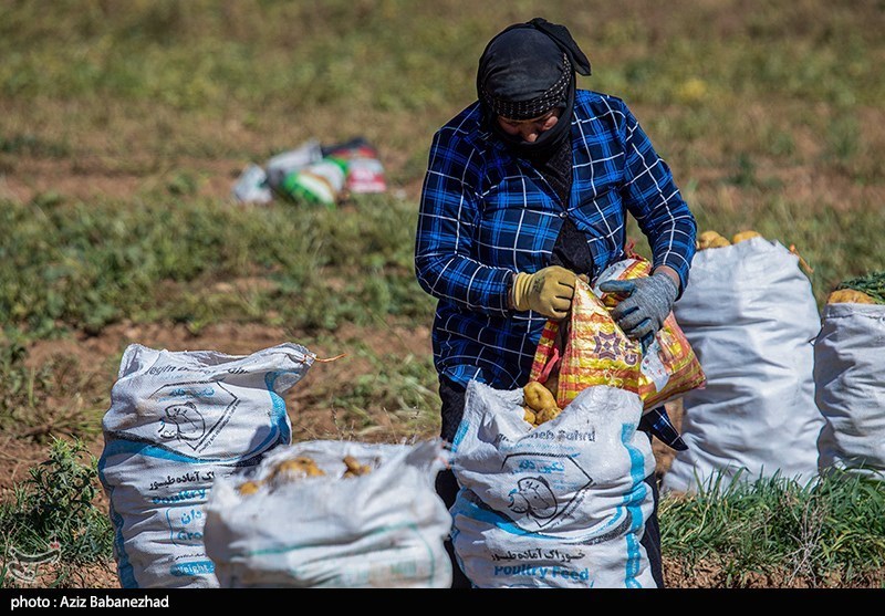 برداشت سیب زمینی از مزارع دلفان لرستان 