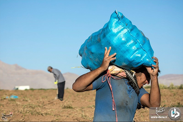 برداشت سیب‌زمینی از مزارع شهرستان دلفان_لرستان