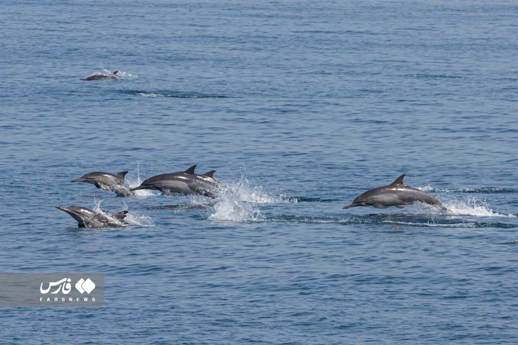 عکس/ رژه دلفین ها در رزمایش ذوالفقار