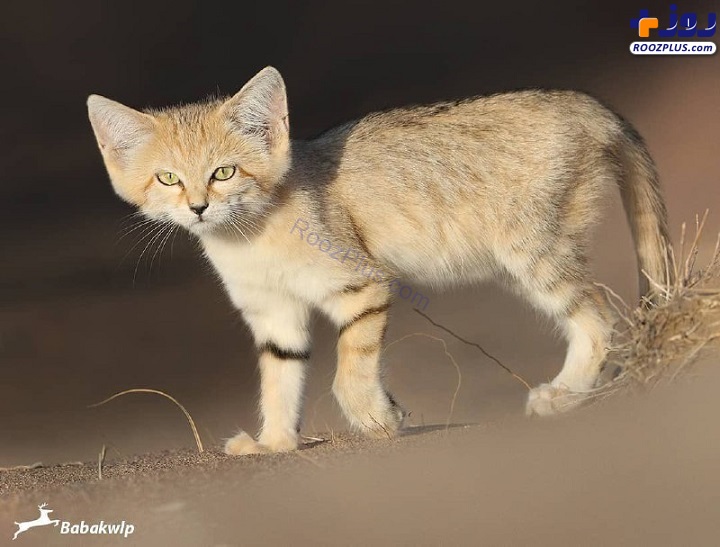 تصویری زیبا از گربه‌ شنی