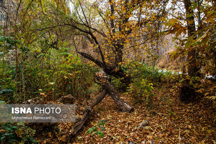 طبیعت پاییزی پارک ملی تندوره