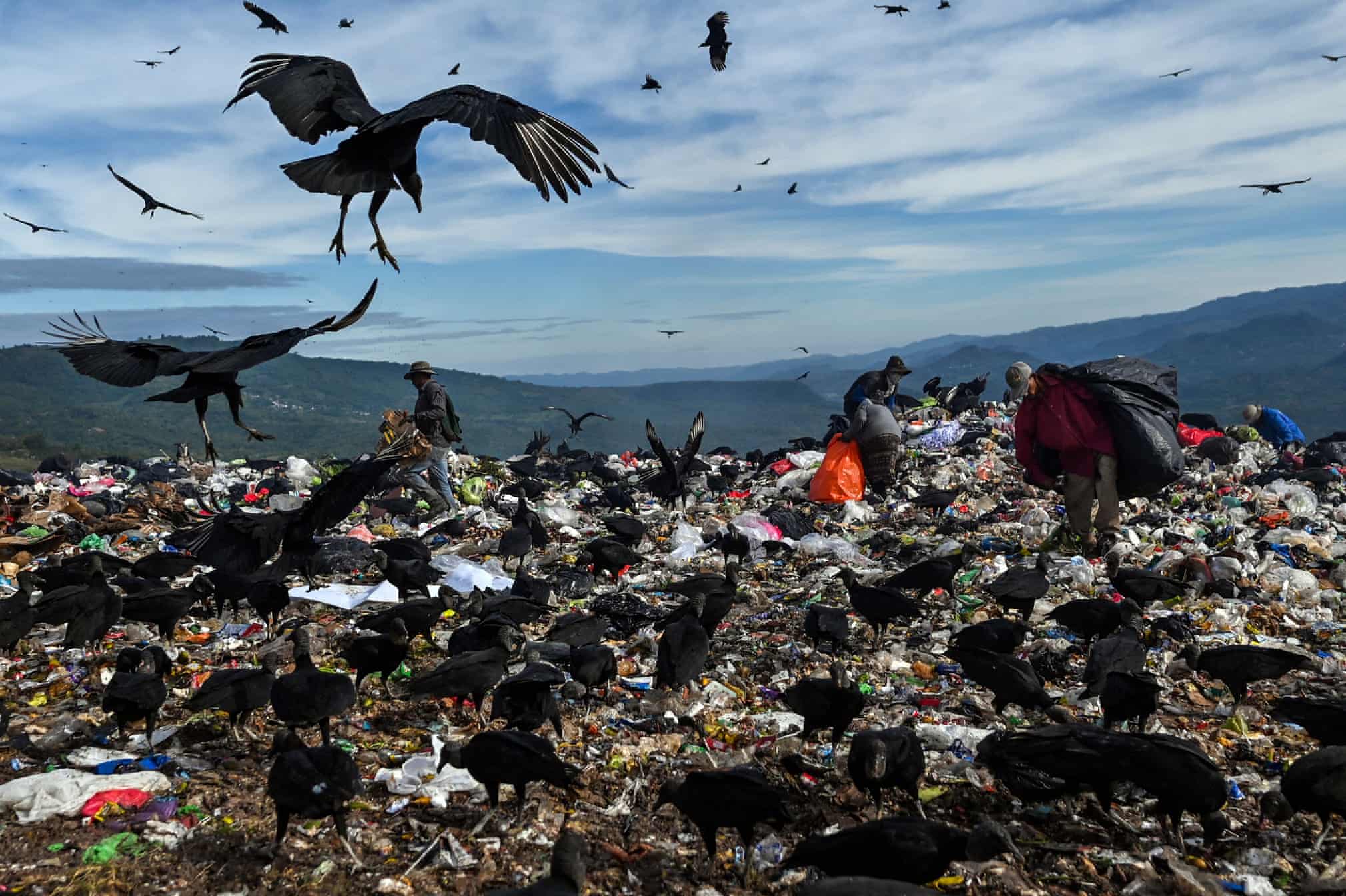 تجمع کرکس های سیاه روی زباله ها در هندوراس