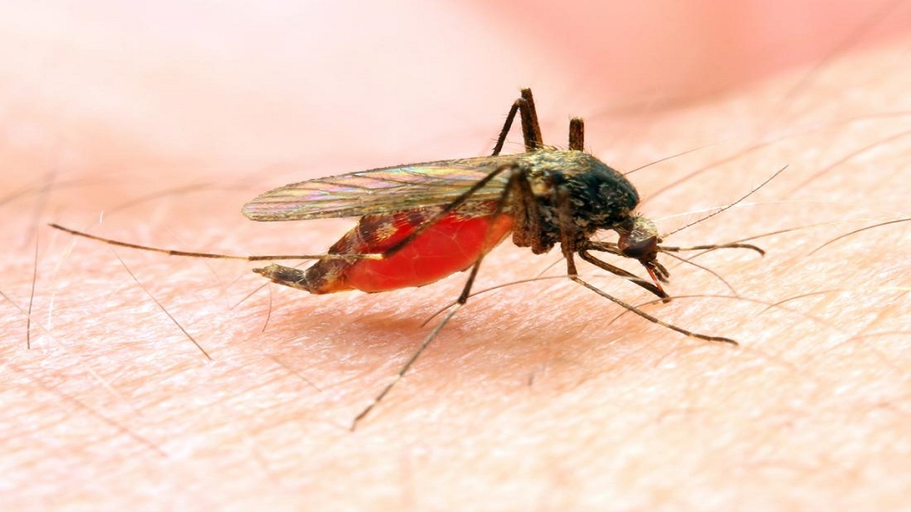 مالاریا می تواند شدت کرونا را کاهش دهد