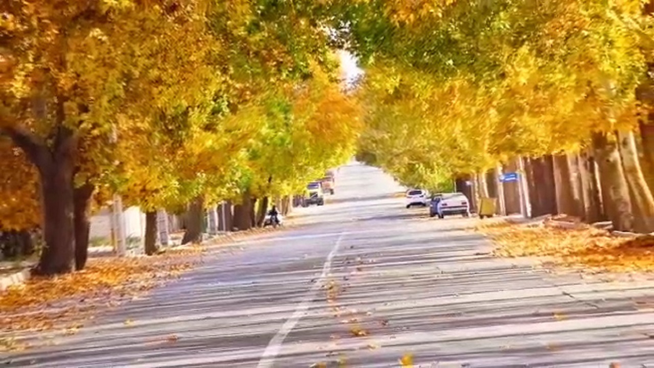 طبیعت شگفتانگیز پاییزی در تونل درختی گلباف