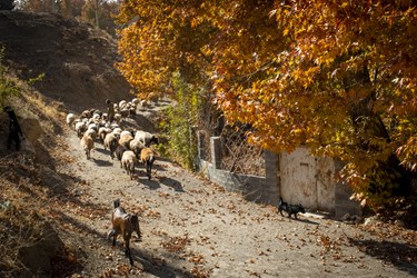 کرمانشاه، پاییز هزار رنگ