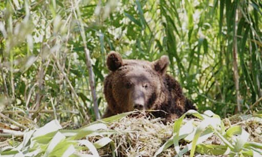 خبر آتش زدن خرس قهوه‌ای در آذربایجان شرقی صحت دارد؟