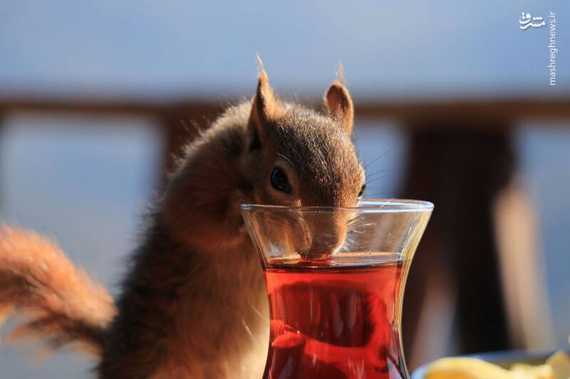تصویری جذاب از سنجاب چایی خور در یک کافه