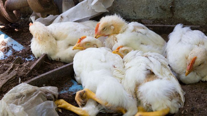 تلفات ۲۰درصدی آنفلوآنزای مرغی به مرغداری‌های خوزستان