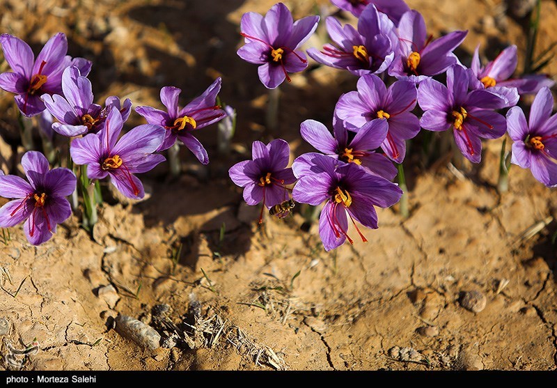 عکس/ برداشت زعفران در مبارکه اصفهان