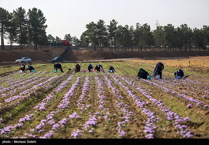 عکس/ برداشت زعفران در مبارکه اصفهان