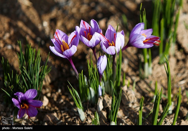 عکس/ برداشت زعفران در مبارکه اصفهان