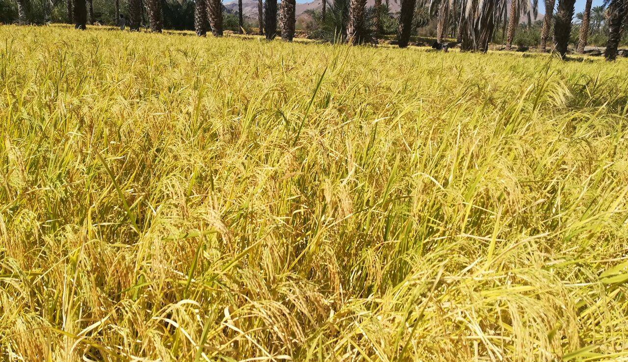 برداشت شلتوک برنج در ایرانشهر از مرز ۶٠٠ تن گذشت